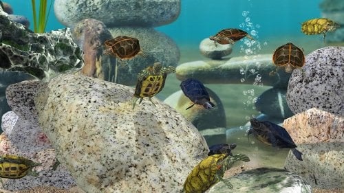 Fish Farm 3 Aquarium Para Hileli MOD APK [v1.18.6.7180] 2